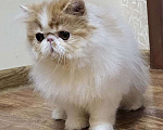 Кошки в Санкт-Петербурге: Персидский котик Мальчик, 25 000 руб. - фото 1