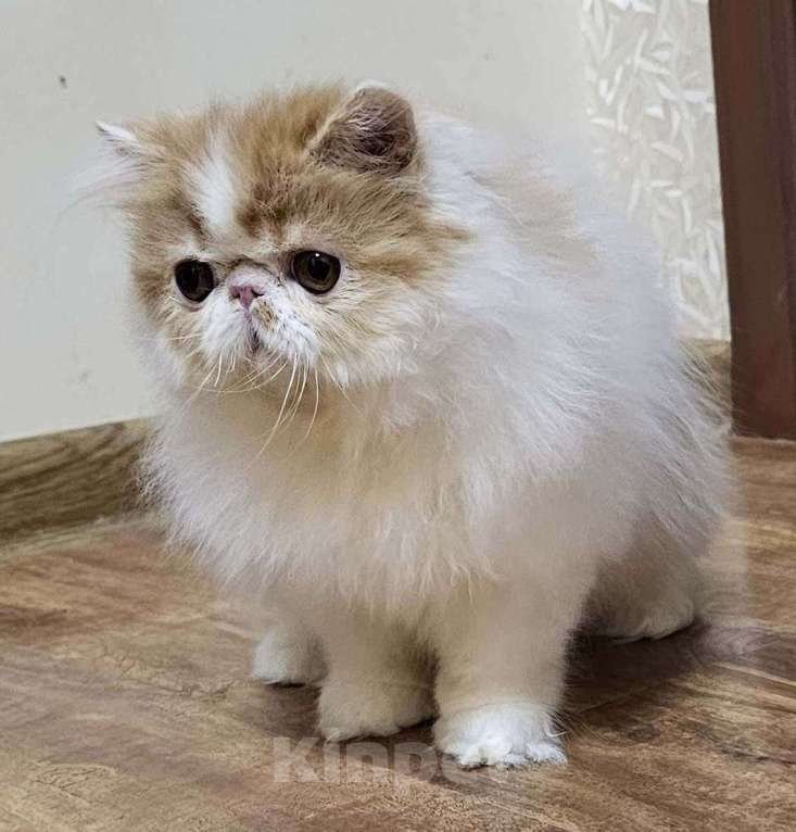 Кошки в Санкт-Петербурге: Персидский котик Мальчик, 25 000 руб. - фото 1