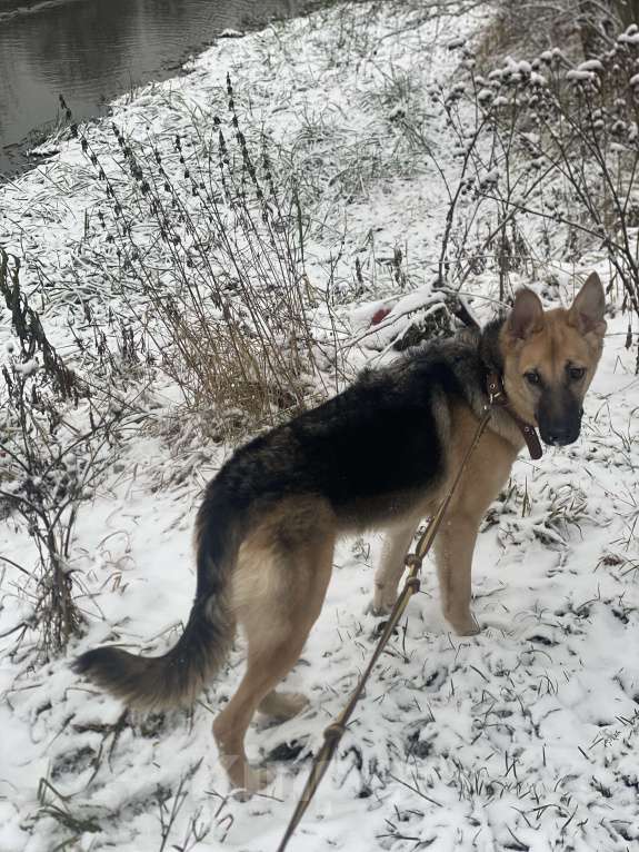 Собаки в других городах Московской области: Ищем новую семью Мальчик, Бесплатно - фото 2