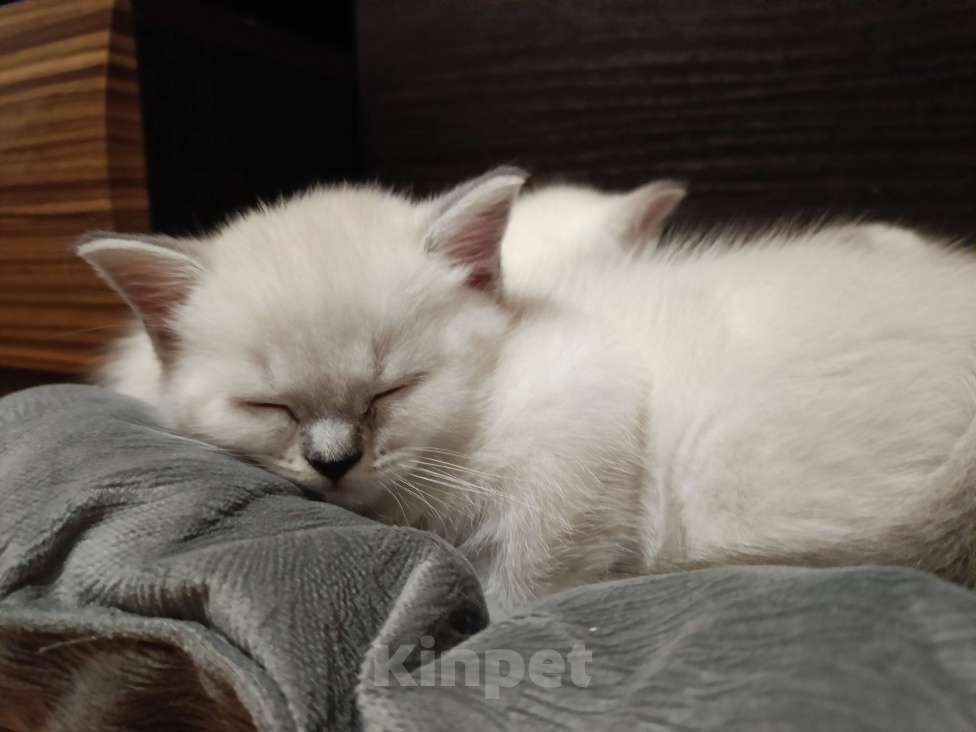 Кошки в Ростове-на-Дону: Мальчик 1 Мальчик, 13 000 руб. - фото 5