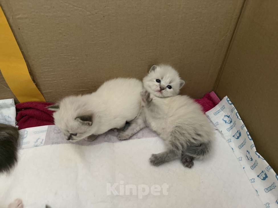 Кошки в Санкт-Петербурге: Невские маскарадный котята Мальчик, 27 000 руб. - фото 5