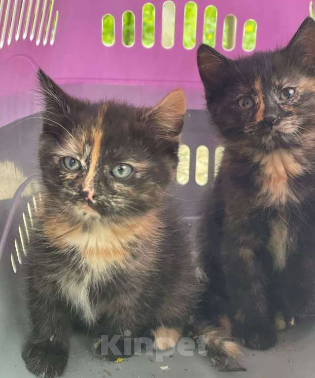 Кошки в Дмитрове: Котенок девочка Девочка, Бесплатно - фото 7