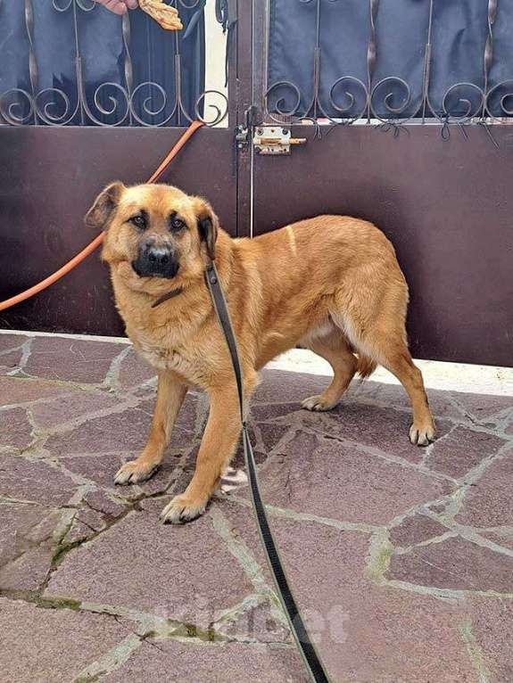 Собаки в Москве: Некрупный солнечный пес Айк ищет дом Мальчик, 10 руб. - фото 6
