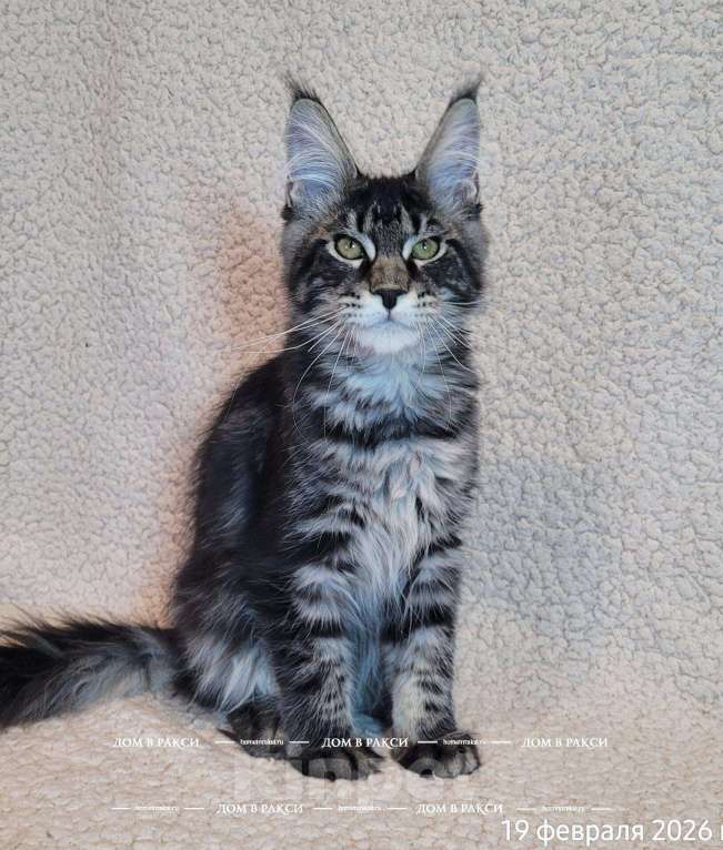 Кошки в других городах Ленинградской области: Мейн-кун Zieger-Ж Raksi Line Мальчик, Бесплатно - фото 2