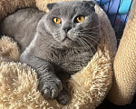 Кошки в Люберцах: Ищет дом котик Маффин Мальчик, Бесплатно - фото 6