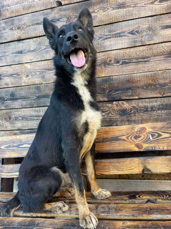 Собаки в Владимире: Ерофей в добрые руки Мальчик, Бесплатно - фото 5