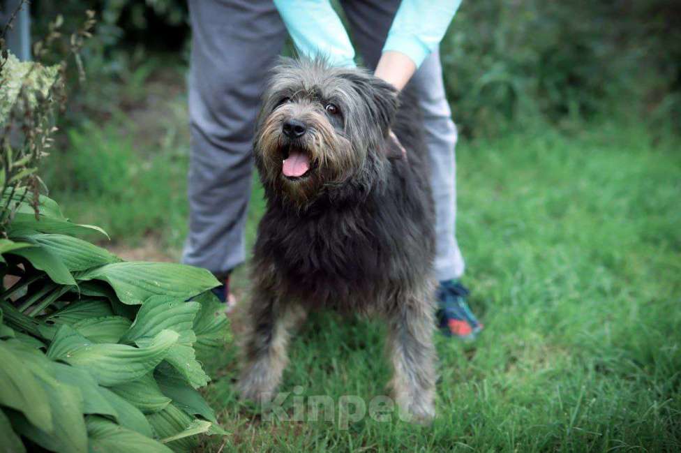 Собаки в Москве: Метис миттельшнауцера в добрые руки Девочка, 100 руб. - фото 1
