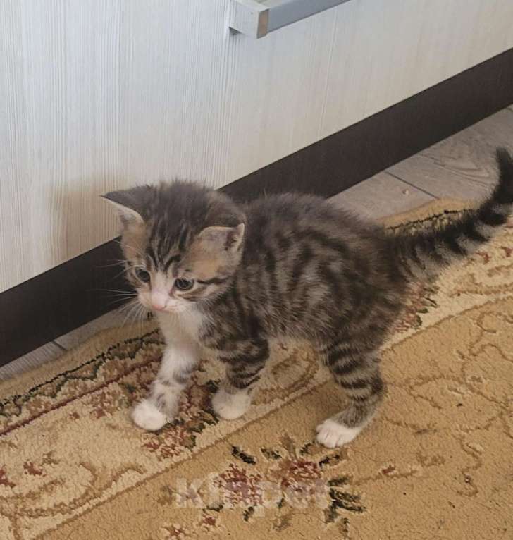 Кошки в Краснодаре: Отдам даром котят Разнополые, Бесплатно - фото 1
