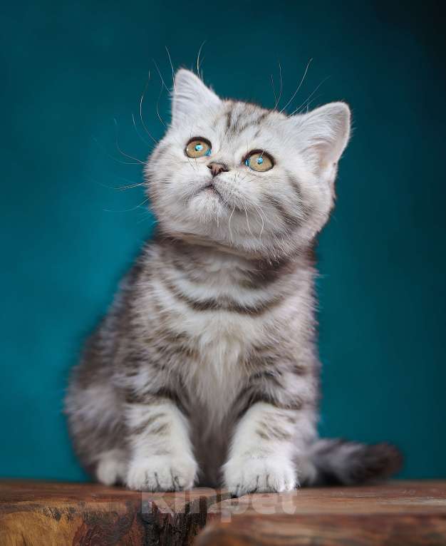 Кошки в Барнауле: Кошечка - страйт Тринити🧡 Девочка, Бесплатно - фото 8