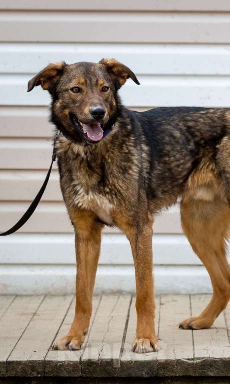 Собаки в Москве: Люсьен. Красавец пес из приюта Мальчик, Бесплатно - фото 2