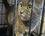 Кошки в Москве: Котик Кекс, метис русской голубой, в добрые руки  Мальчик, Бесплатно - фото 3