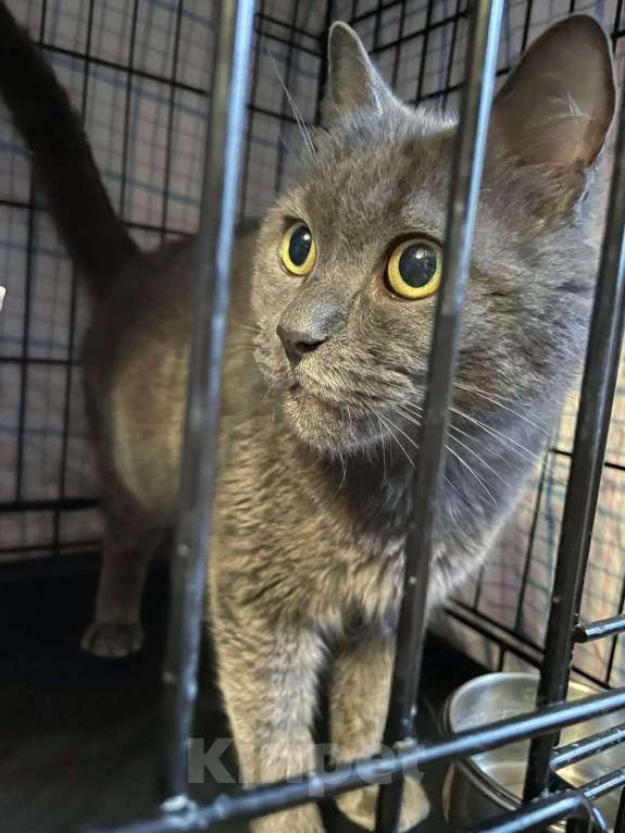 Кошки в Москве: Котик Кекс, метис русской голубой, в добрые руки  Мальчик, Бесплатно - фото 3