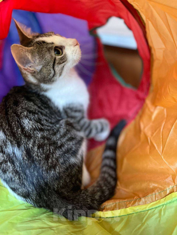 Кошки в Москве: Веселая Нюша ищет дом Девочка, Бесплатно - фото 3