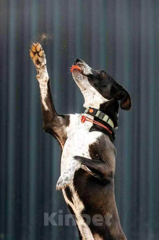Собаки в других городах Московской области: Очень хороший мальчик в дар Мальчик, Бесплатно - фото 5