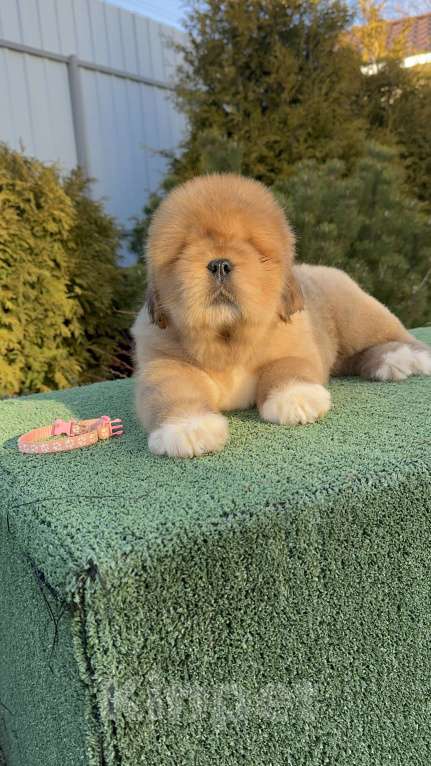 Собаки в Москве: Девочка Барби Девочка, 200 000 руб. - фото 2