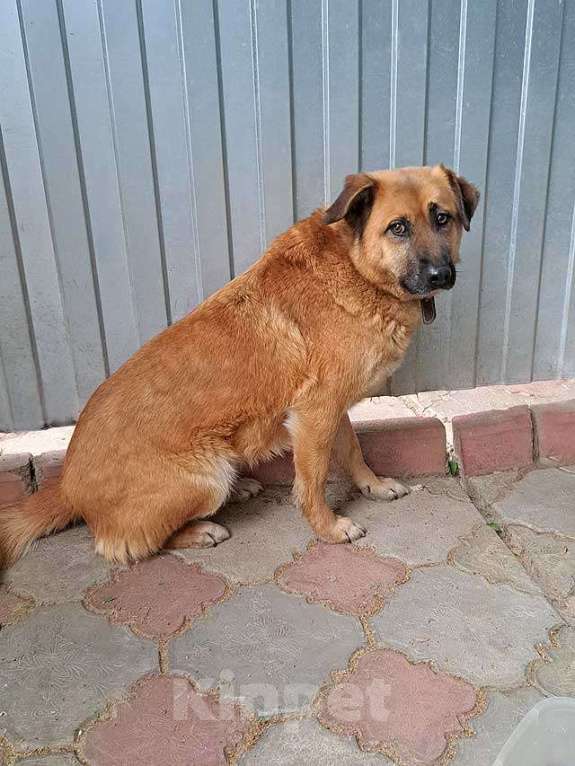 Собаки в Москве: Некрупный солнечный пес Айк ищет дом Мальчик, 10 руб. - фото 5