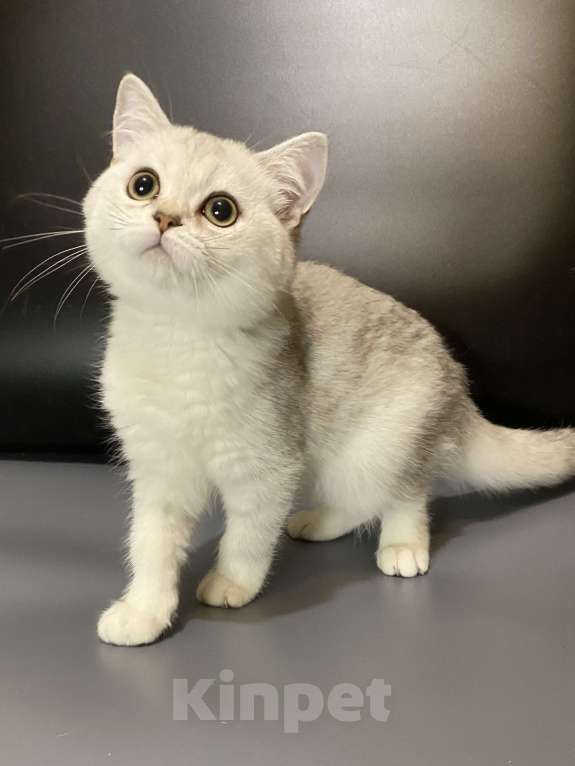 Кошки в Москве: Девочки Девочка, 25 000 руб. - фото 3