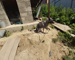 Собаки в Иркутске: Собачку в добрые руки Девочка, Бесплатно - фото 4