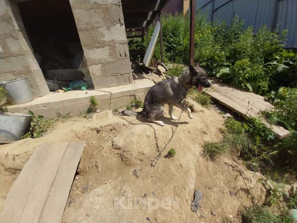 Собаки в Иркутске: Собачку в добрые руки Девочка, Бесплатно - фото 4