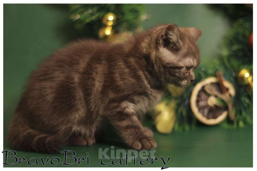 Кошки в Сургуте: Британская короткошерстная кошечка Девочка, 60 000 руб. - фото 6