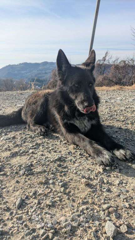 Собаки в других городах Краснодарского края: Метис бельгийской овчарки в дар с доставкой Мальчик, Бесплатно - фото 5