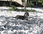 Кошки в Геленджике: Котёнок Чаузи Девочка, 30 000 руб. - фото 3