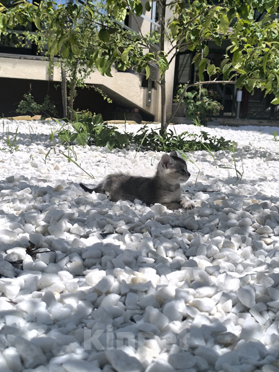 Кошки в Геленджике: Котёнок Чаузи Девочка, 30 000 руб. - фото 3