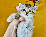 Кошки в Москве: Кошечка ищет добрую хозяйку Девочка, Бесплатно - фото 1