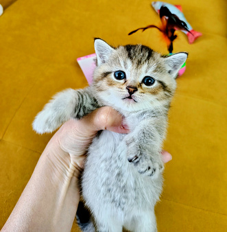 Кошечка ищет добрую хозяйку
