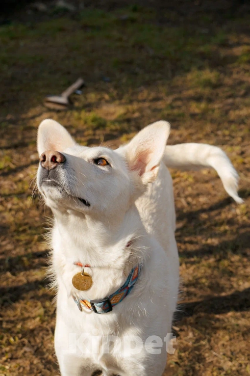 Собаки в Красногорске: Молоденькая Белочка 1,5 года ищет дом Девочка, Бесплатно - фото 7