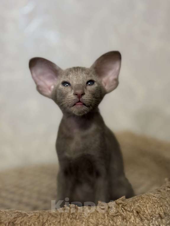 Кошки в Краснодаре: Ориентальный котенок! Девочка, Бесплатно - фото 2