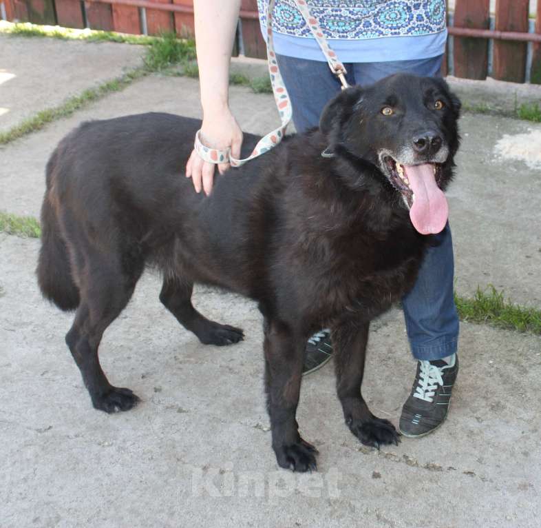 Собаки в Москве: Верный Черныш всю жизнь не перестает ждать свою семью! Мальчик, Бесплатно - фото 4