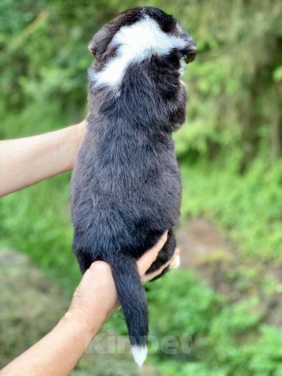 Собаки в Москве: Красивый триколорный мальчик с рыжими отметинами Мальчик, 50 000 руб. - фото 5