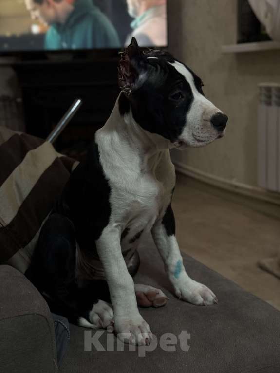 Собаки в Москве: Щенок амстаффа Мальчик, 70 000 руб. - фото 3