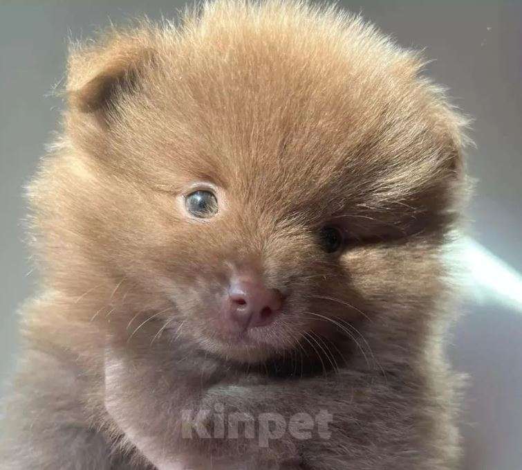 Собаки в Москве: Шпиц mini из питомника Девочка, Бесплатно - фото 8