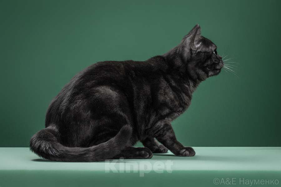 Кошки в Ликино-Дулево: Американская короткошерстная Мальчик, Бесплатно - фото 7