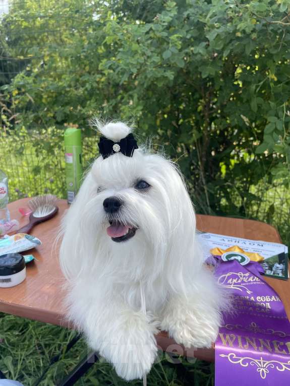 Собаки в Алексине: Щенки мальтезе/мальтийская болонка Разнополые, 80 000 руб. - фото 6