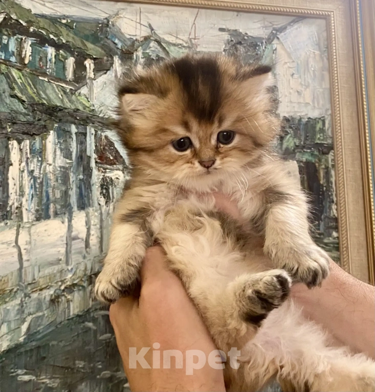 Кошки в Челябинске: Британская Золотая шиншилла ny11 Мальчик, Бесплатно - фото 4