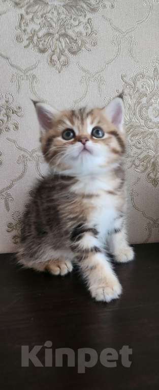 Кошки в Москве: Шотландские  котята  Девочка, 25 000 руб. - фото 5