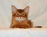 Кошки в Ливны: Сомалийский котенок, 35 000 руб. - фото 1