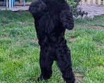 Собаки в Звенигороде: Щенки Русского чёрного терьера Мальчик, 45 000 руб. - фото 2