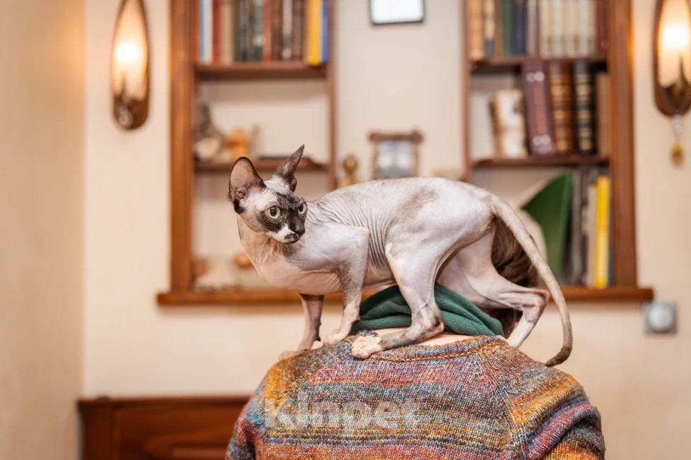 Кошки в Москве: Буся ищет любящую семью Девочка, Бесплатно - фото 5