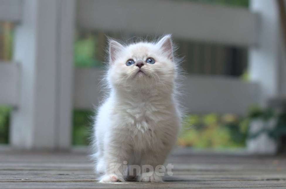 Кошки в Санкт-Петербурге: невские маскарадные котята Девочка, Бесплатно - фото 8