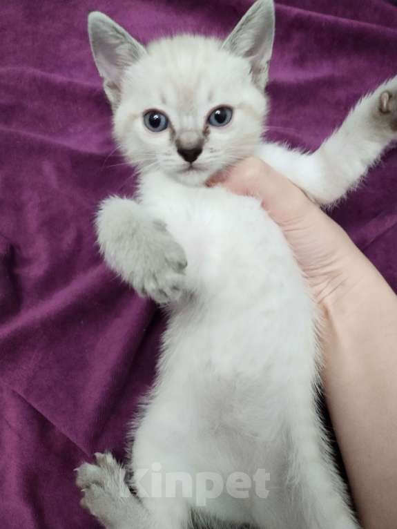 Кошки в Подольске: Тайские котята Девочка, 15 000 руб. - фото 4