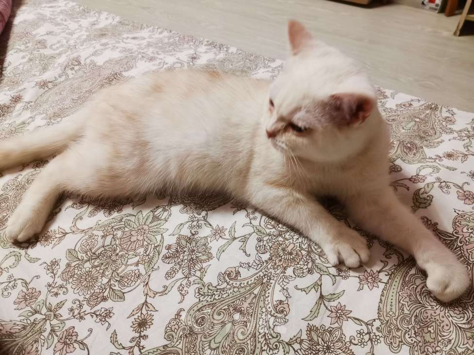 Кошки в Москве: Британские котята  Мальчик, 12 000 руб. - фото 3