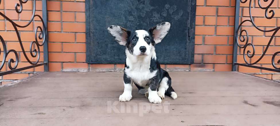 Собаки в Бронницах: Щенок вельш корги кардиган Девочка, 25 000 руб. - фото 3