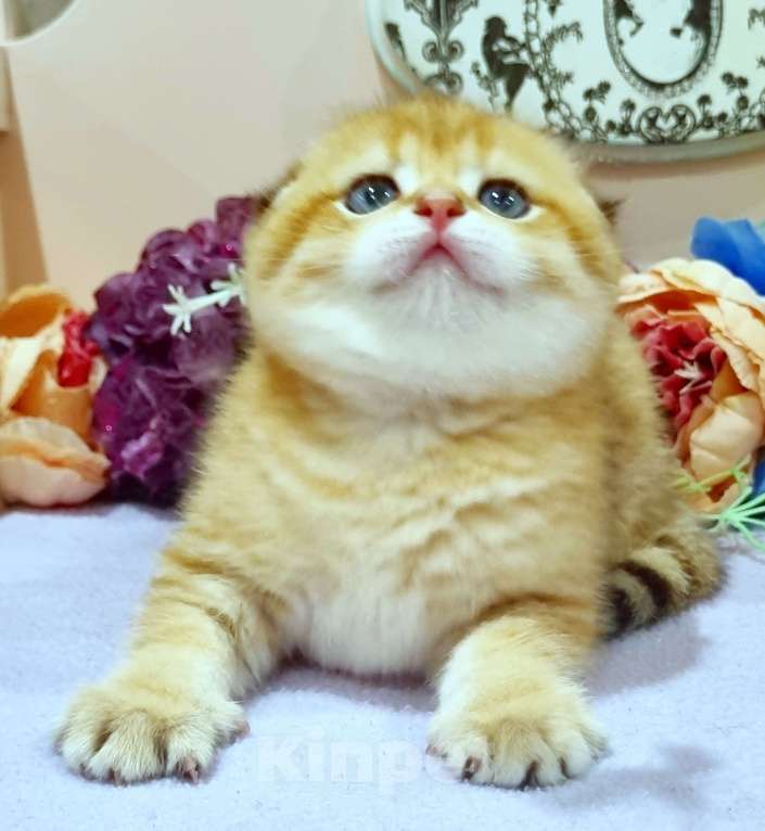 Кошки в Москве: Зоолотой котик. С документами  Мальчик, 30 000 руб. - фото 7