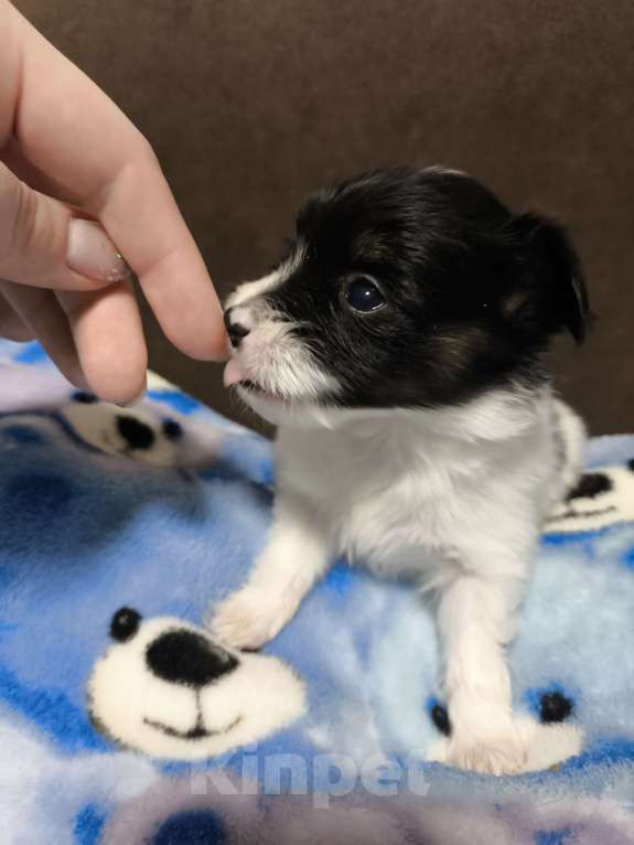 Собаки в Москве: Папийон девочка триколор Девочка, 58 000 руб. - фото 2