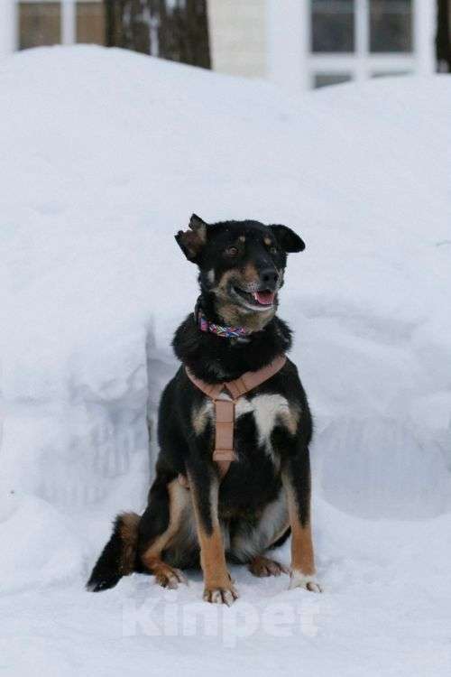 Собаки в Москве: Вива – не помнящая зла Девочка, Бесплатно - фото 4