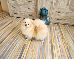 Собаки в Москве: Кремовая девочка померанского шпица Девочка, Бесплатно - фото 1
